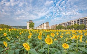 苹果11主屏幕怎么设置时间_苹果11主屏幕怎么设置